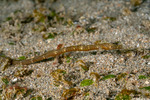 Syngnathidae