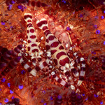 Periclimenes