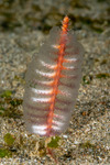 Octocorals