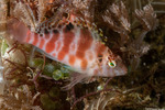 Centrarchiformes