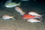 Mullidae