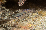 Apogonidae