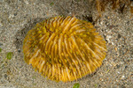 Stony Corals
