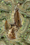 Bivalves