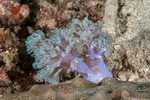 Corals