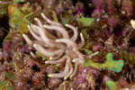 Aeolidioidea