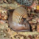 Tonnoidea