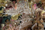 Cnidarians