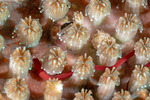 Syngnathiformes