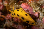 Phyllidioidea