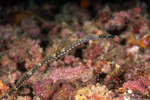 Syngnathiformes