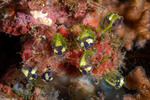 Clavelinidae