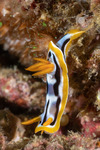 Doridoidei