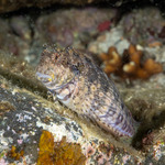 Salarias