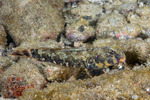 Callionymidae