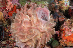 Porifera
