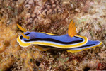 Doridoidei