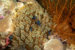 Anemones