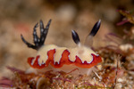 Chromodorididae