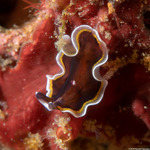 Pseudobiceros