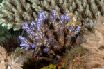 Stony Corals