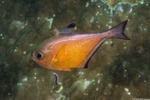 Acropomatiformes