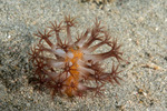 Octocorals