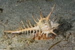 Muricidae