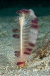 Corals