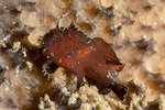 Lophiiformes