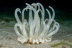 Anemones
