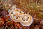 Chromodorididae