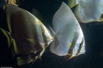 Ephippidae