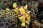 Lophiiformes