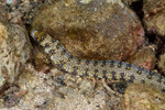 Anguilliformes
