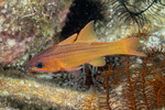 Ostorhinchus