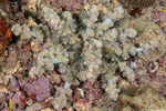 Anemones