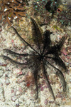 Himerometroidea