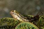 Blenniidae