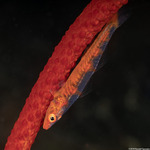 Gobiinae