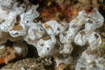 Aplousobranchia