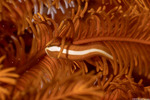 Gobiesocinae