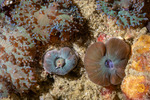Corallimorphs