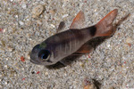 Apogonidae