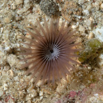 Annelida