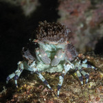 Crabs
