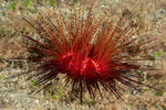 Diadematidae