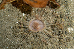Anemones