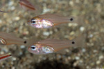 Apogoninae