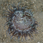 Anemones